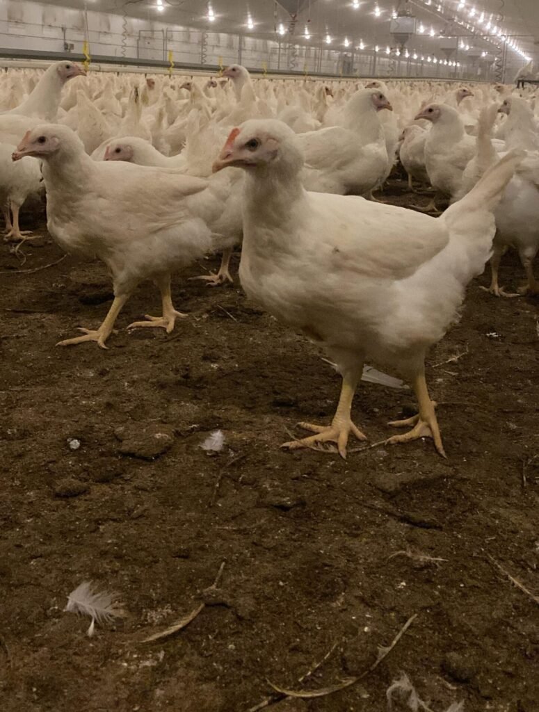 Granja-avícola-en-Extremadura