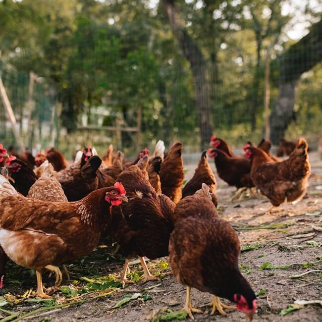 Galleria-de-Gallinas-4