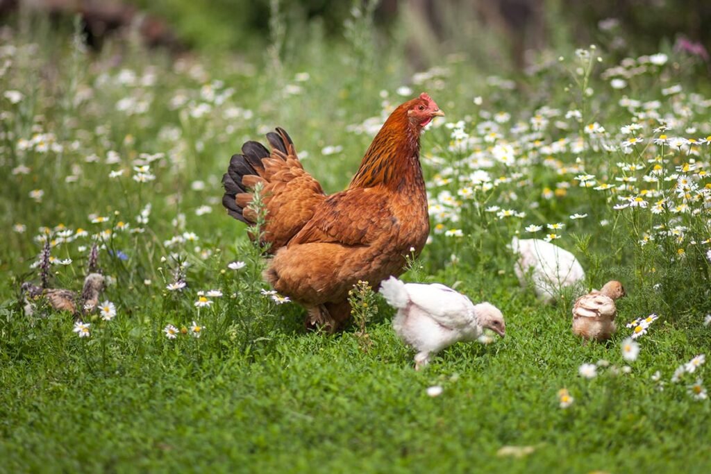 Galleria-de-Gallinas-2