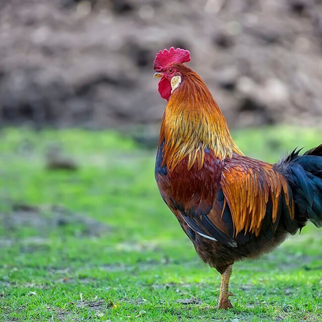 Galleria-de-Gallinas