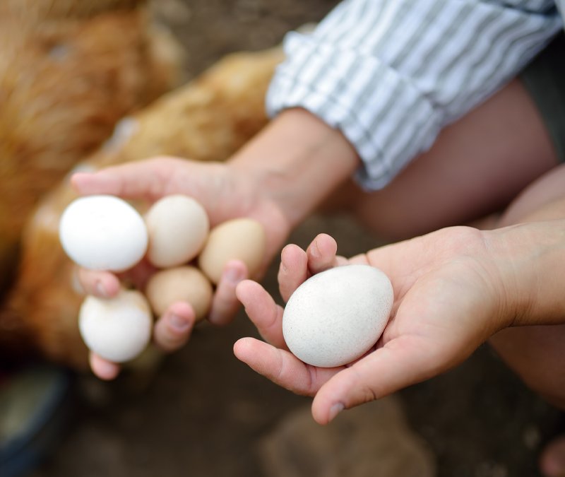 Cría-de-gallinas-ponedoras-en-Badajoz